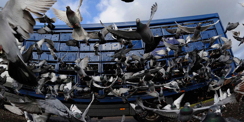 Отпугивание птичьих стай в Михайловке от ДЕЗ-Комфорт - фото